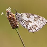 Marbled White 3 